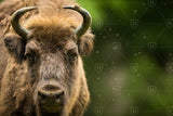 Bison Close Up Canvas Print - One Herd