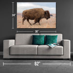 Lone Bison Canvas Print - One Herd