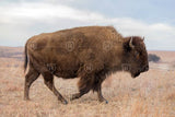 Lone Bison Canvas Print - One Herd