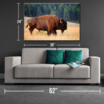 Lone Bison Roaming Canvas Print - One Herd