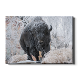 North Dakota State Bison - Bison Snow